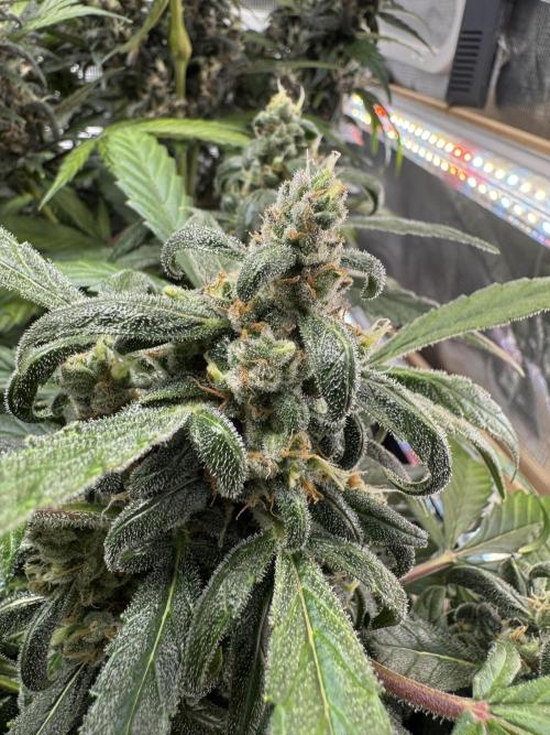 Dark Devil Auto. Week 9