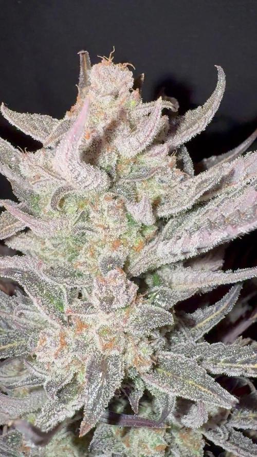 Mack & Crack Auto
