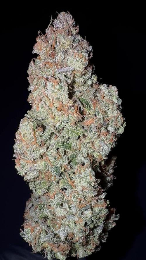 AMNESIA Auto