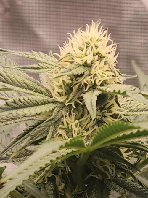 SASHA and MONSTER. Week 8