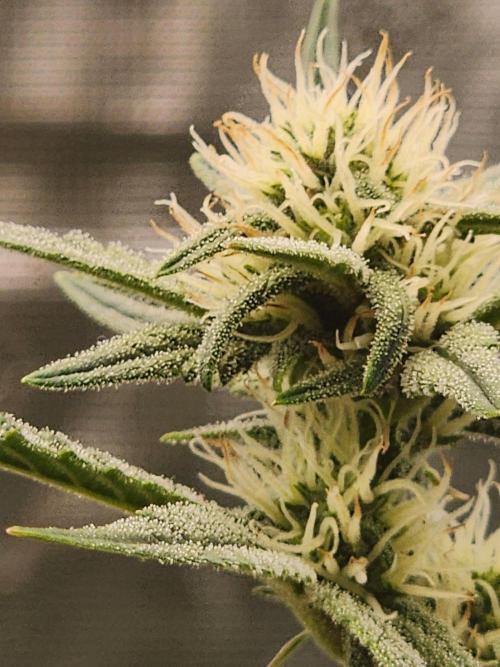 SASHA and MONSTER. Week 8