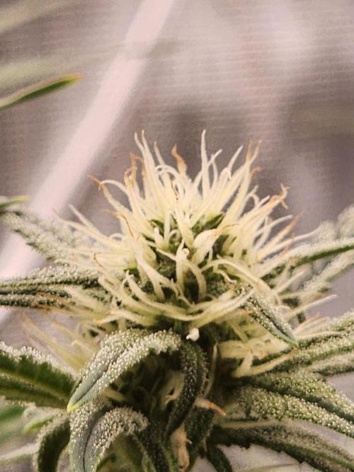 SASHA and MONSTER. Week 8