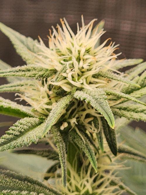 SASHA and MONSTER. Week 8