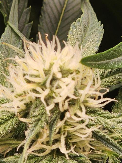 SASHA and MONSTER. Week 8