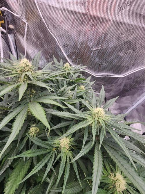 SASHA and MONSTER. Week 8