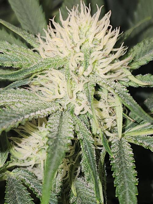 SASHA and MONSTER. Week 8