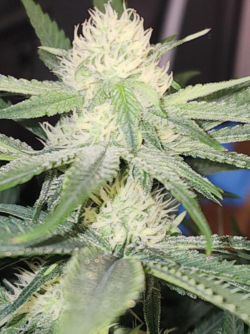 SASHA and MONSTER. Week 8