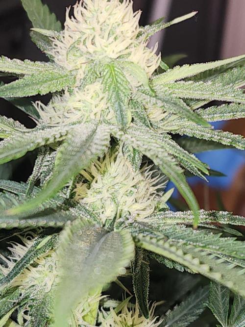 SASHA and MONSTER. Week 8