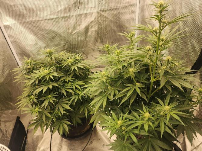 SASHA and MONSTER. Week 8