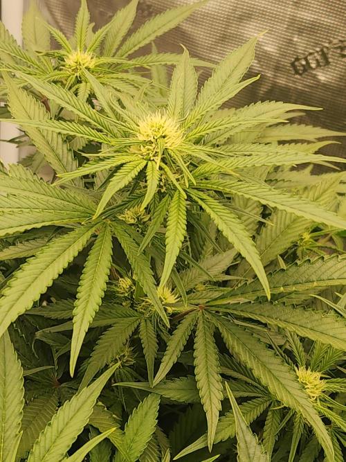 SASHA and MONSTER. Week 8