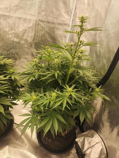 SASHA and MONSTER. Week 8