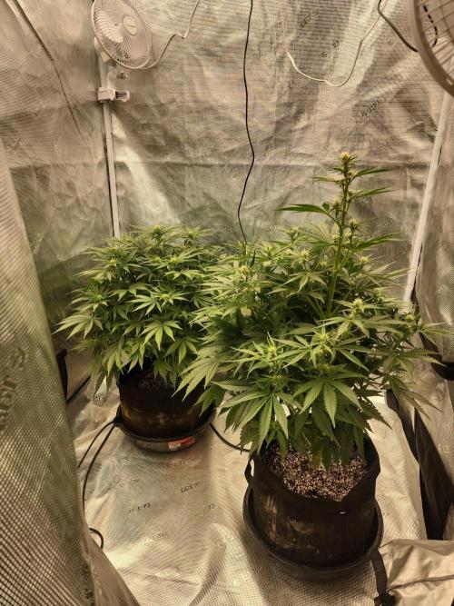 SASHA and MONSTER. Week 8