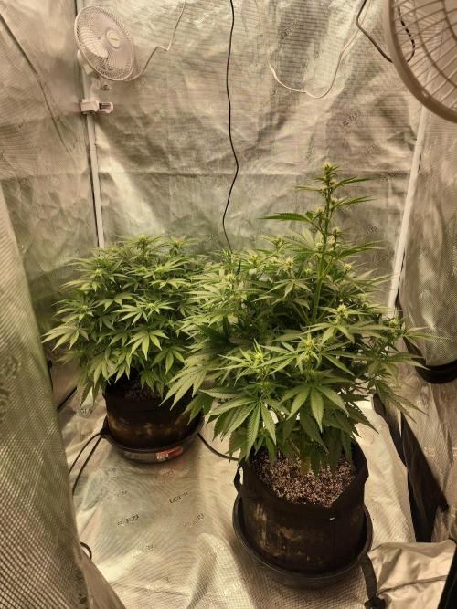 SASHA and MONSTER. Week 8