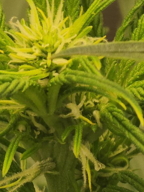 SASHA and MONSTER. Week 8