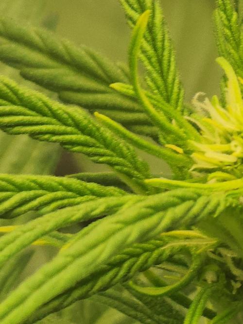 SASHA and MONSTER. Week 8