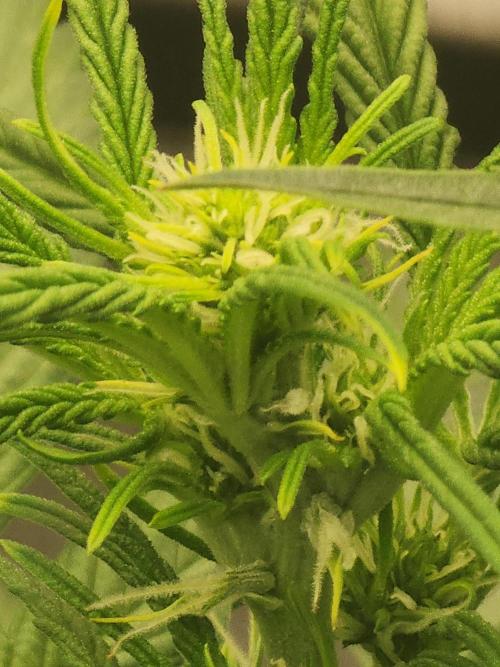 SASHA and MONSTER. Week 8