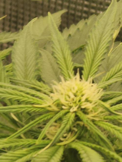 SASHA and MONSTER. Week 8