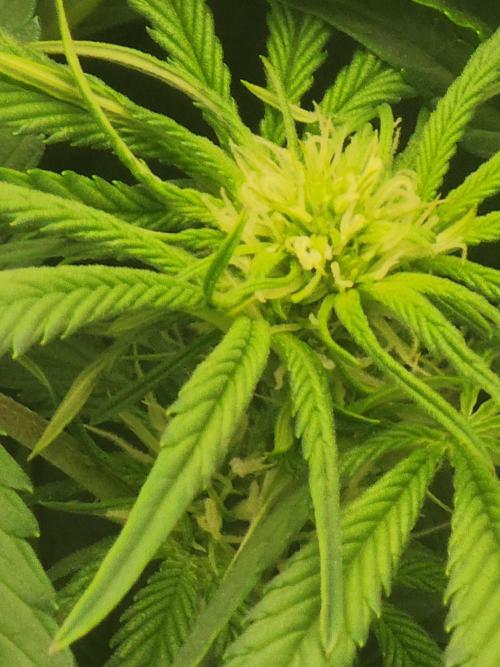 SASHA and MONSTER. Week 8