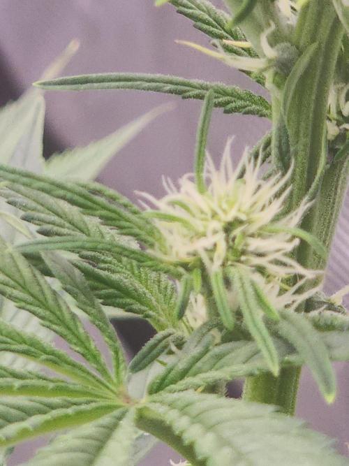 SASHA and MONSTER. Week 8