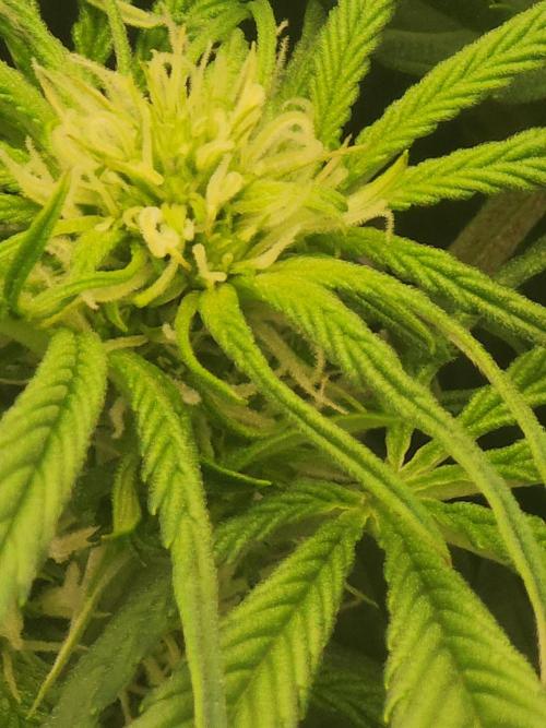 SASHA and MONSTER. Week 8