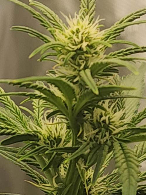 SASHA and MONSTER. Week 8