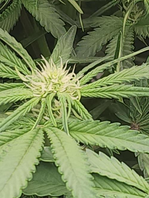 SASHA and MONSTER. Week 8