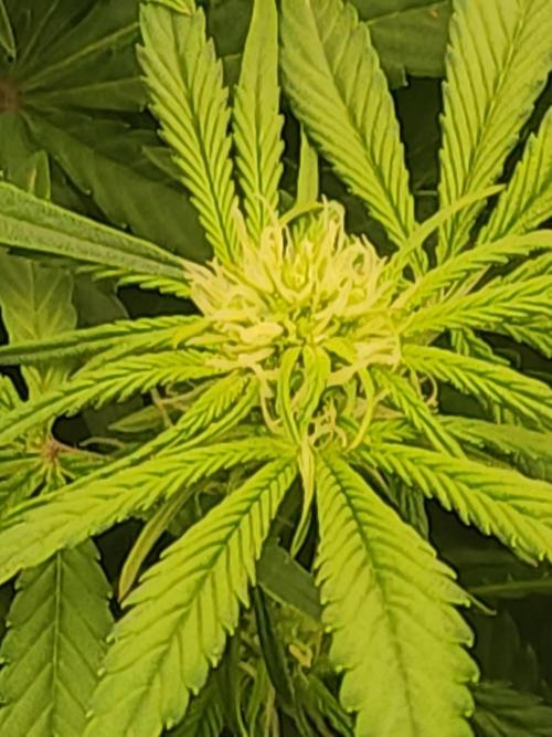 SASHA and MONSTER. Week 8