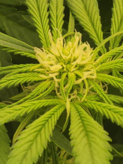 SASHA and MONSTER. Week 8