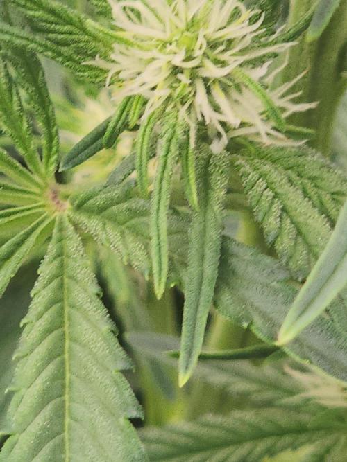 SASHA and MONSTER. Week 8