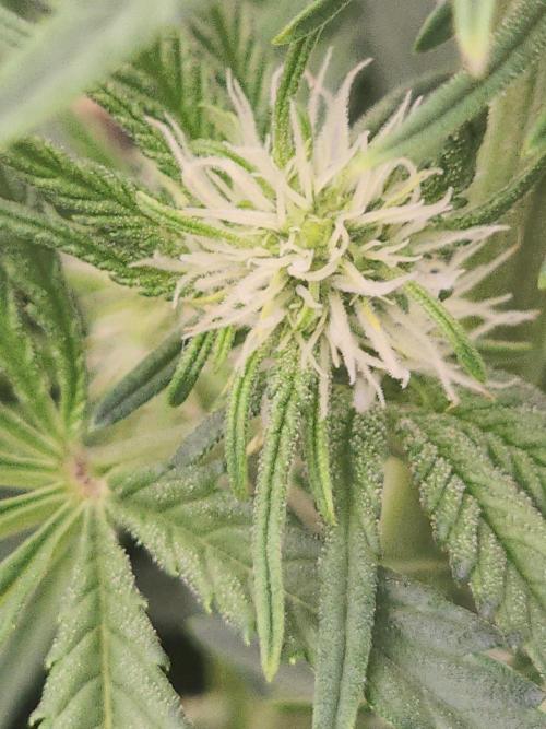 SASHA and MONSTER. Week 8