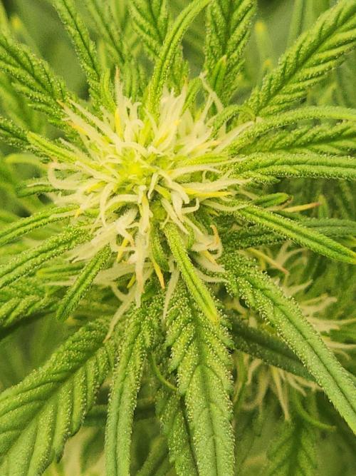 SASHA and MONSTER. Week 8