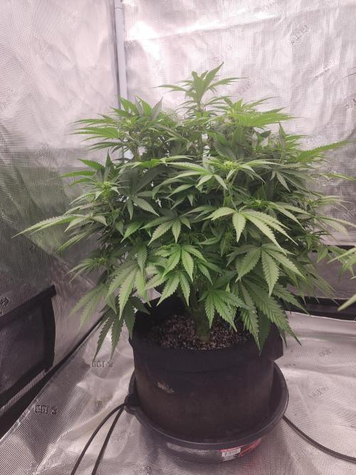 SASHA and MONSTER. Week 8