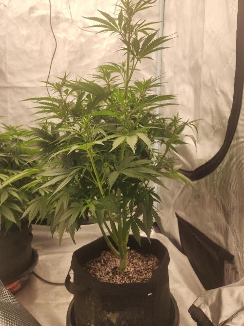 SASHA and MONSTER. Week 8