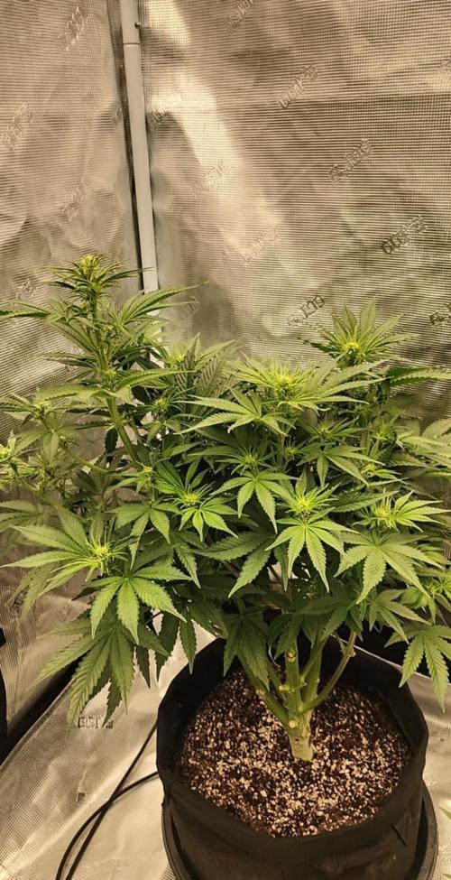 SASHA and MONSTER. Week 8