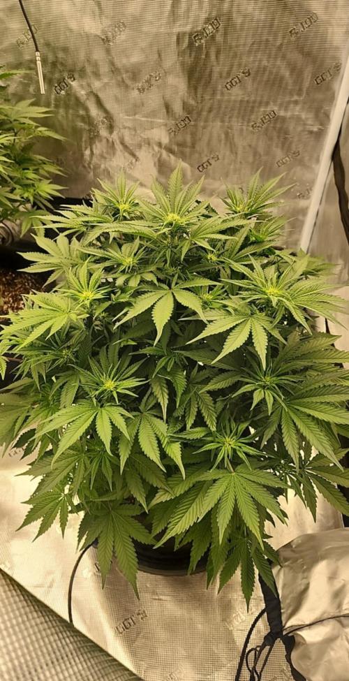 SASHA and MONSTER. Week 8