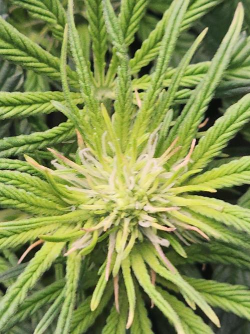 SASHA and MONSTER. Week 8