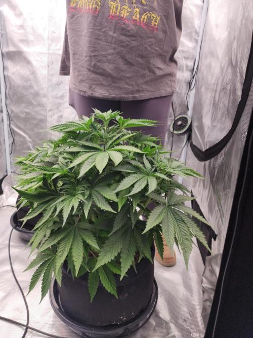 SASHA and MONSTER. Week 8