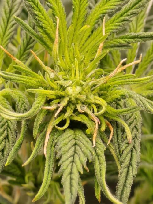 SASHA and MONSTER. Week 8