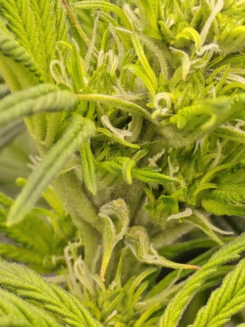 SASHA and MONSTER. Week 8