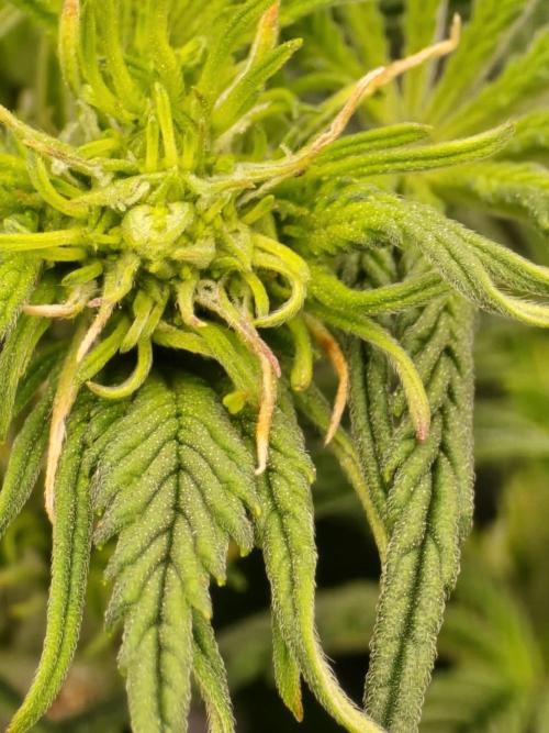 SASHA and MONSTER. Week 8