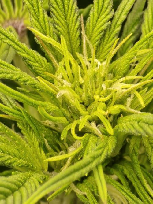 SASHA and MONSTER. Week 8