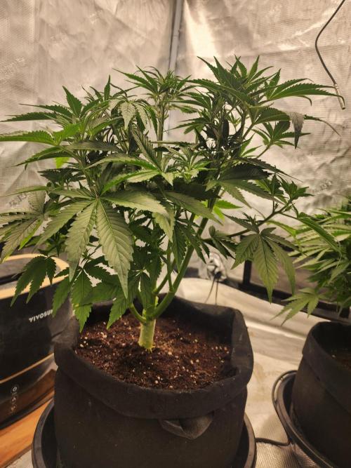 SASHA and MONSTER. Week 8