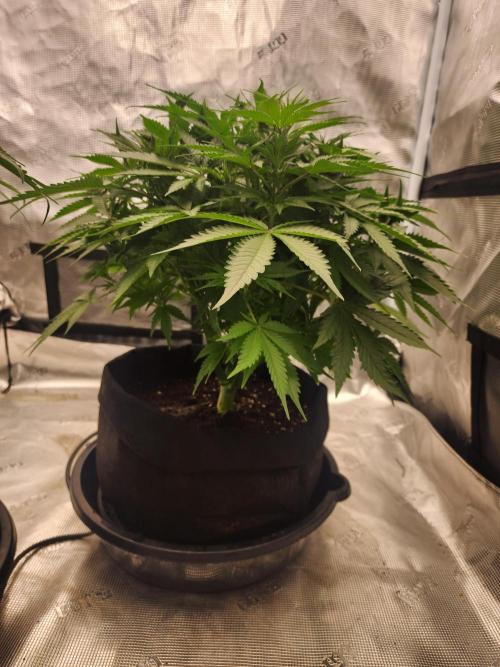 SASHA and MONSTER. Week 8