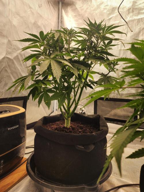 SASHA and MONSTER. Week 8