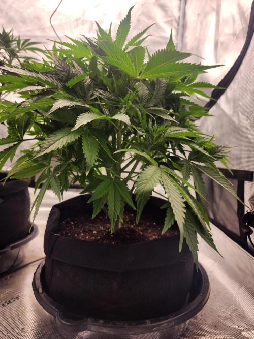 SASHA and MONSTER. Week 8