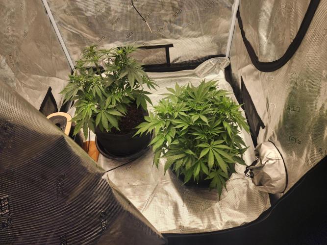 SASHA and MONSTER. Week 8