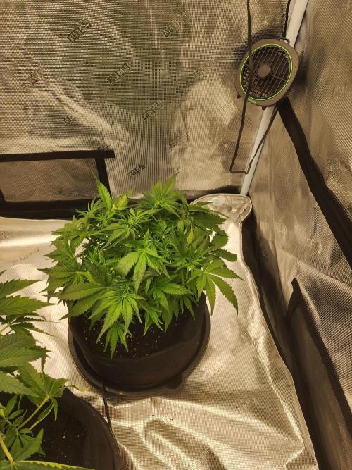 SASHA and MONSTER. Week 8