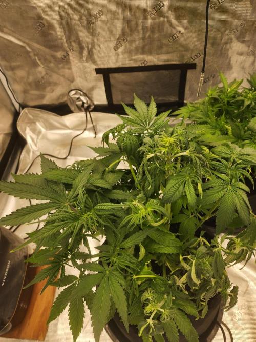 SASHA and MONSTER. Week 8