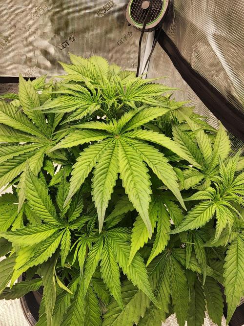 SASHA and MONSTER. Week 8