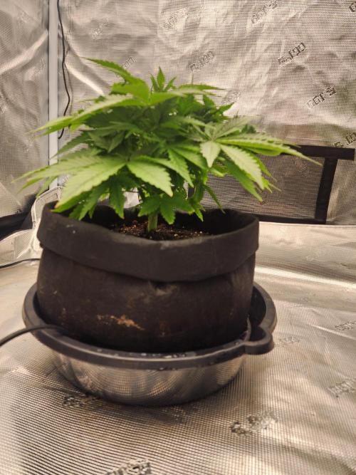 SASHA and MONSTER. Week 8